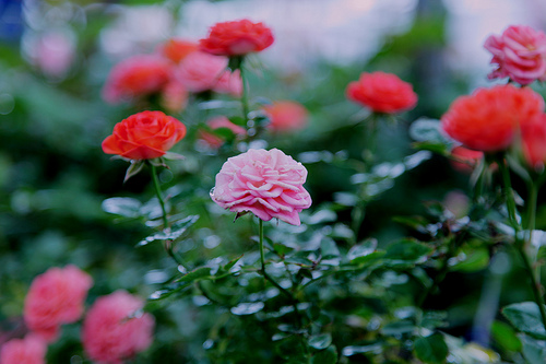 ../../_images/rose1.png