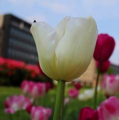 ../../_images/tulip1.png